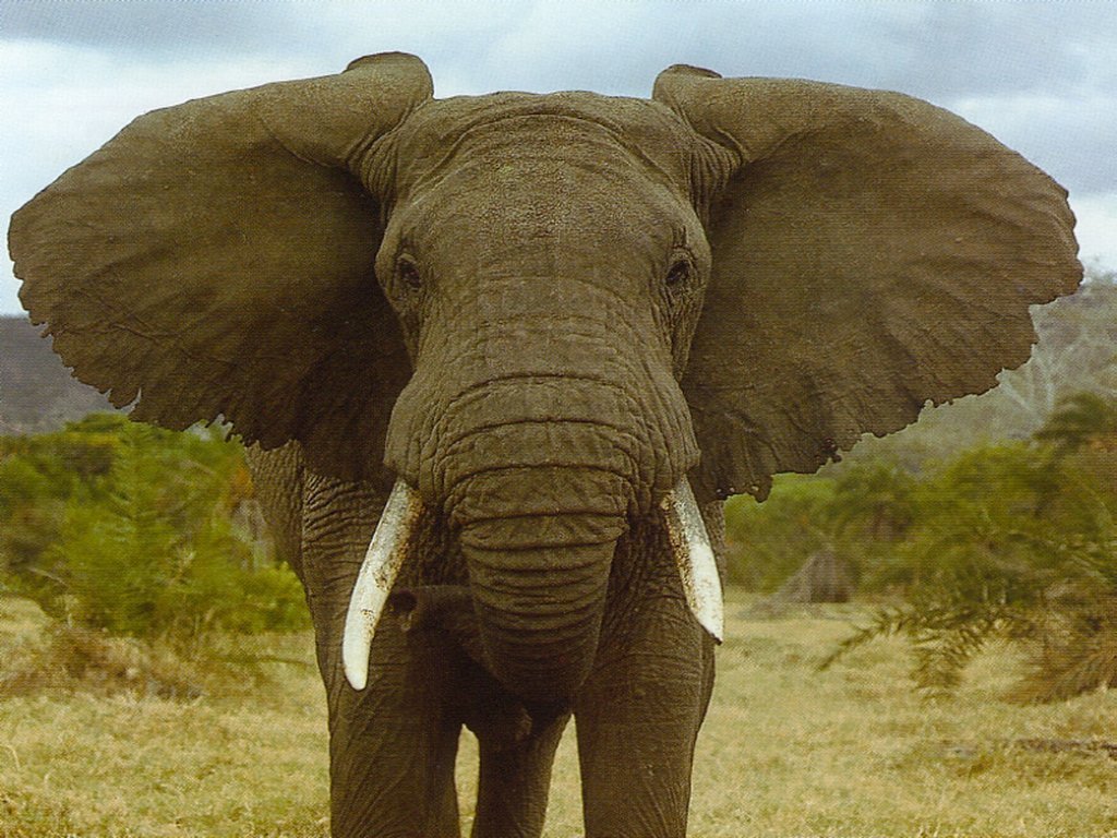 Elephants - 023